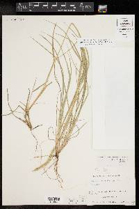 Setaria leucopila image