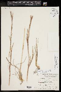 Schizachyrium scoparium var. scoparium image