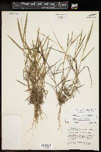 Setaria reverchonii image