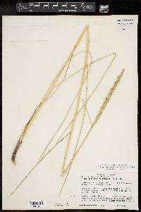 Spartina spartinae image