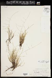 Schedonnardus paniculatus image