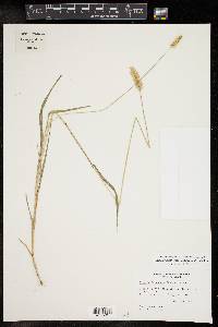 Setaria pumila image