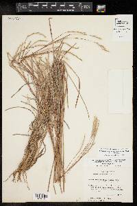 Schizachyrium scoparium var. scoparium image