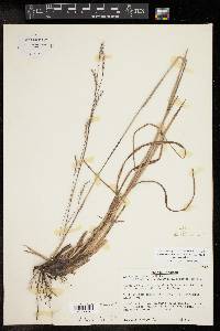 Schizachyrium scoparium var. scoparium image