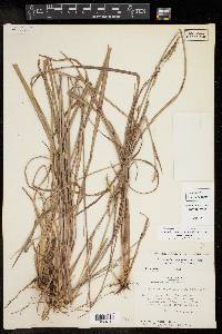 Schizachyrium scoparium var. scoparium image