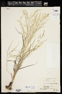 Eragrostis curtipedicellata image