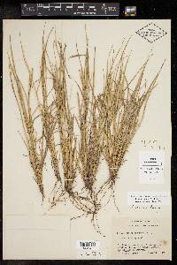 Setaria texana image