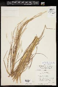 Schizachyrium scoparium var. scoparium image