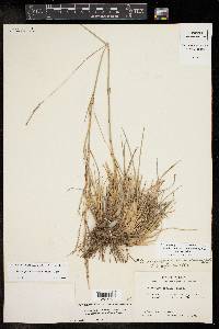 Schizachyrium scoparium var. scoparium image