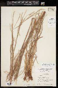 Schizachyrium scoparium var. scoparium image