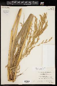 Sorghum bicolor image