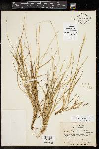 Setaria texana image