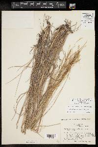 Schizachyrium scoparium var. scoparium image