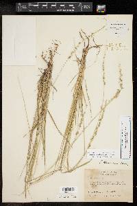 Setaria reverchonii image