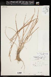 Schizachyrium scoparium var. scoparium image
