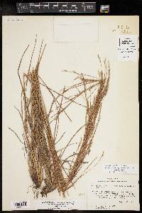 Schizachyrium scoparium var. scoparium image