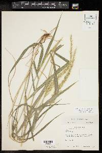 Setaria grisebachii image