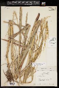 Sorghum bicolor image