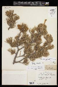 Pinus remota image