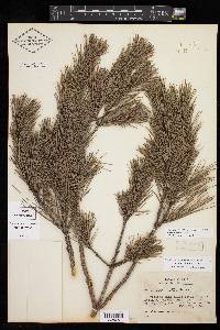 Pinus echinata image