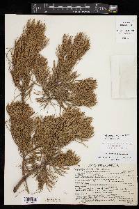 Pinus cembroides image