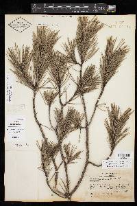 Pinus echinata image