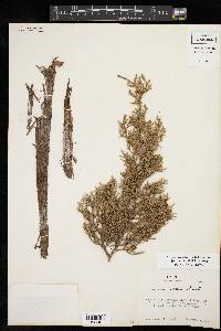 Juniperus ashei image