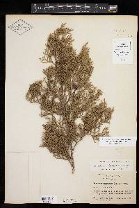 Juniperus ashei image