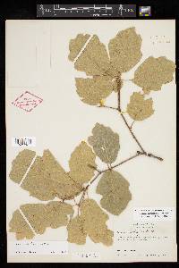 Quercus tardifolia image