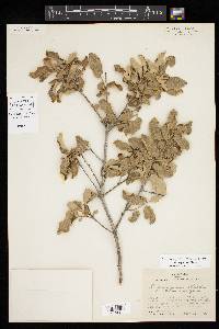 Quercus pungens image