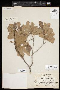 Quercus sinuata var. sinuata image