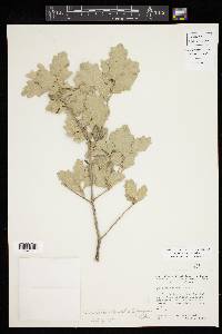 Quercus pungens image