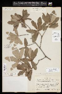 Quercus sinuata image