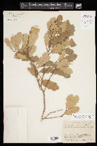 Quercus mohriana image