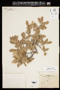 Quercus pungens image