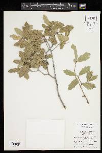 Quercus pungens image