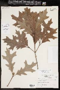 Quercus lyrata image