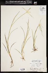 Rhynchospora colorata image