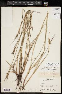 Scleria oligantha image