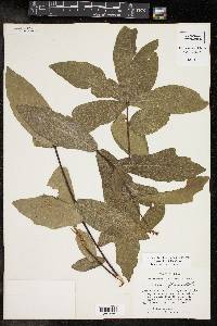 Quercus laurifolia image