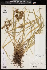 Scirpus pendulus image