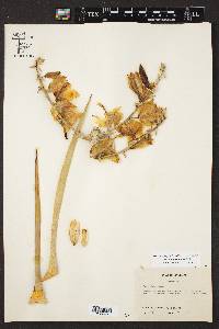 Yucca thompsoniana image