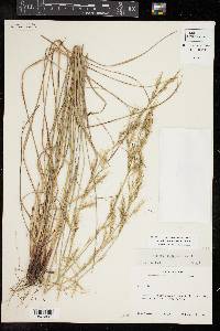 Aristida lanosa image