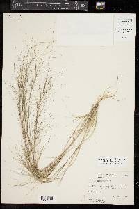 Aristida oligantha image