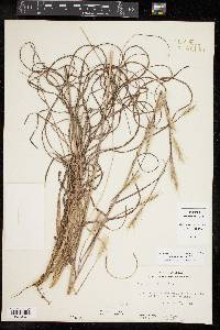 Andropogon ternarius image