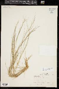 Aristida oligantha image