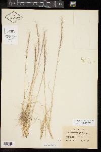 Aristida purpurea var. nealleyi image