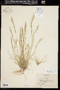 Aristida adscensionis image