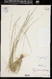 Aristida longespica image