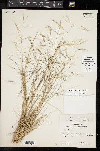 Aristida havardii image